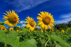 ５　夏の薬膳動画一覧