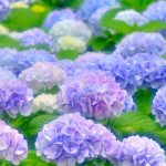 4 梅雨の薬膳動画一覧