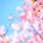 3 春の薬膳動画一覧