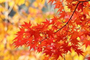 ６　秋の薬膳動画一覧